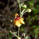 Abutilon incanum Habitus