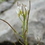 Arabis alpina Květ