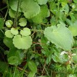 Saxifraga hirsuta Hoja