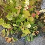 Heuchera villosa Lehti