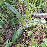 Dactylorhiza fuchsii Hostoa