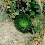 Saxifraga florulenta Blad