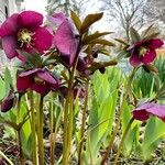 Helleborus orientalisFlower