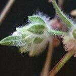 Justicia heterocarpa Blad