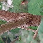 Viburnum macrocephalum Bark