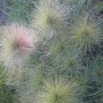 Spinifex littoreus Fruit