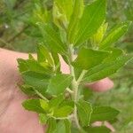 Baccharis dracunculifolia Frunză