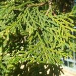 Thuja occidentalisList