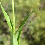 Epilobium palustre Leaf