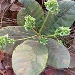 Anacardium humile Flower