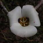 Calochortus leichtlinii Flower