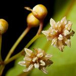 Amborella trichopoda Fruit