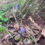 Soldanella carpatica Floare