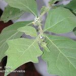 Solanum jamaicense Foglia