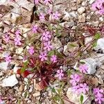 Saponaria calabrica Flower