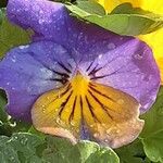 Viola × williamsii Flower