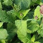 Salvia nemorosa Leaf