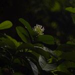 Ixora finlaysoniana Flower