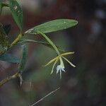 Epidendrum nocturnum Flower