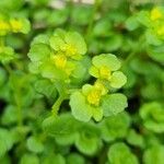 Chrysosplenium oppositifolium Fleur