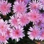 Crepis rubra Fleur