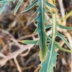 Carthamus oxyacanthus Leaf