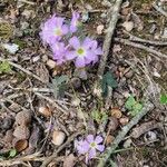 Oxalis violaceaFloro