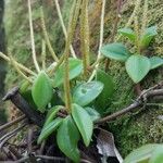 Peperomia glabella Hoja