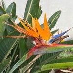 Strelitzia reginaeFlower