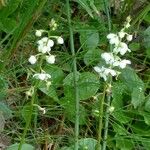 Pyrola rotundifolia Çiçek