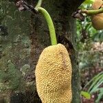 Artocarpus integer Écorce