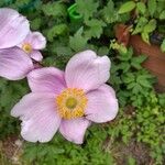 Anemone x hybrida Flor