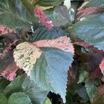 Acalypha wilkesiana Leaf