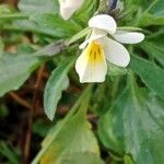 Viola arvensis Blomma