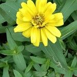 Zinnia angustifoliaFleur