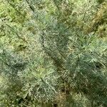 Artemisia abrotanum Liść