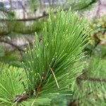 Pinus heldreichii Leaf