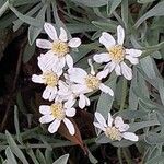 Achillea ageratifolia Virág