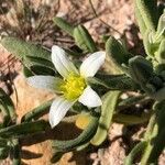 Aizoanthemopsis hispanicaFlower