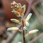 Aloe albiflora Arall