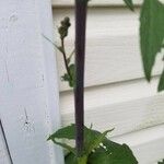 Lactuca biennis Bark