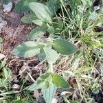 Atocion armeria Leaf