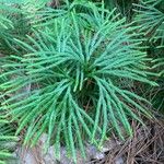 Lycopodium digitatum Leaf