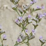 Limonium dodartii Other