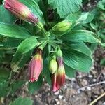 Alstroemeria psittacina Flor