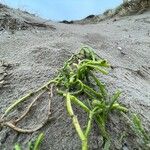 Salicornia europaea Ліст