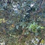 Quercus tomentella ഇല