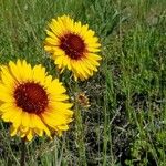 Gaillardia aristataফুল