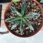 Agave toumeyana Liść