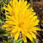 Scorzoneroides helvetica Flower